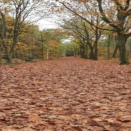 In Near Forest * Huijbergen