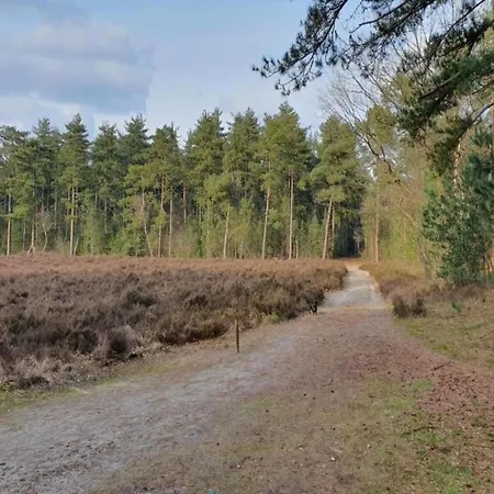 In Near Forest * Huijbergen