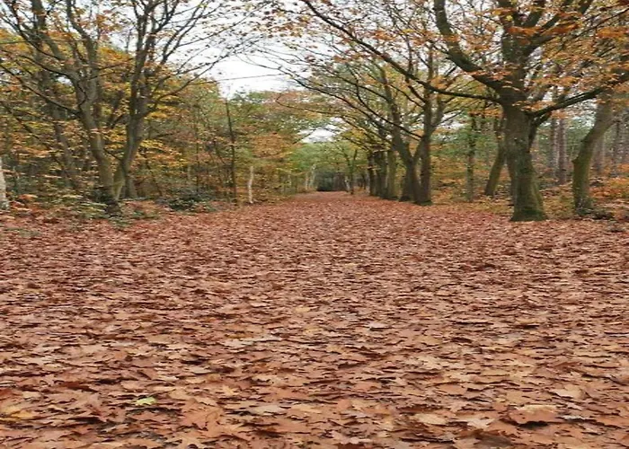 In Near Forest * Huijbergen
