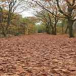 In Near Forest * Huijbergen