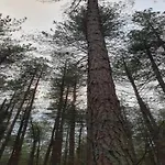 In Near Forest *