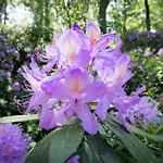 In Near Forest *