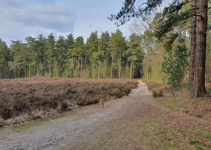 In Near Forest * Huijbergen