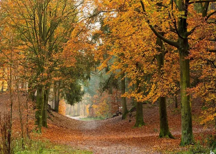 Vakantiehuis In Near Forest